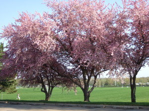 Apple-blossoms